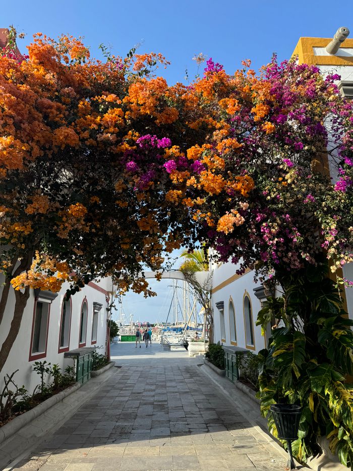 Colorful alley with blooming flowers and sea view in Canary Islands, ideal for travel inspiration.